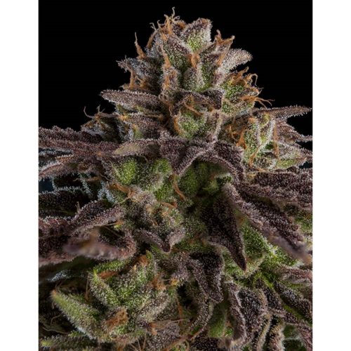 Ripper Seeds Kmintz Fem.