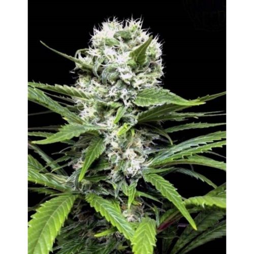 Ripper Seeds Lemon Ice 2.0 Fem.