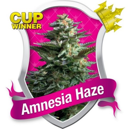 Royal Queen Amnesia Haze Fem.
