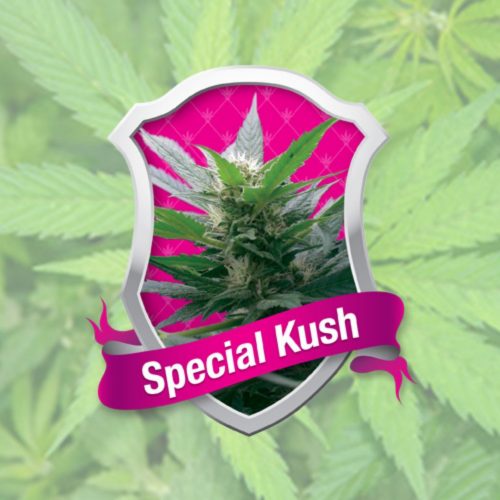 Royal Queen Special Kush 1 Fem