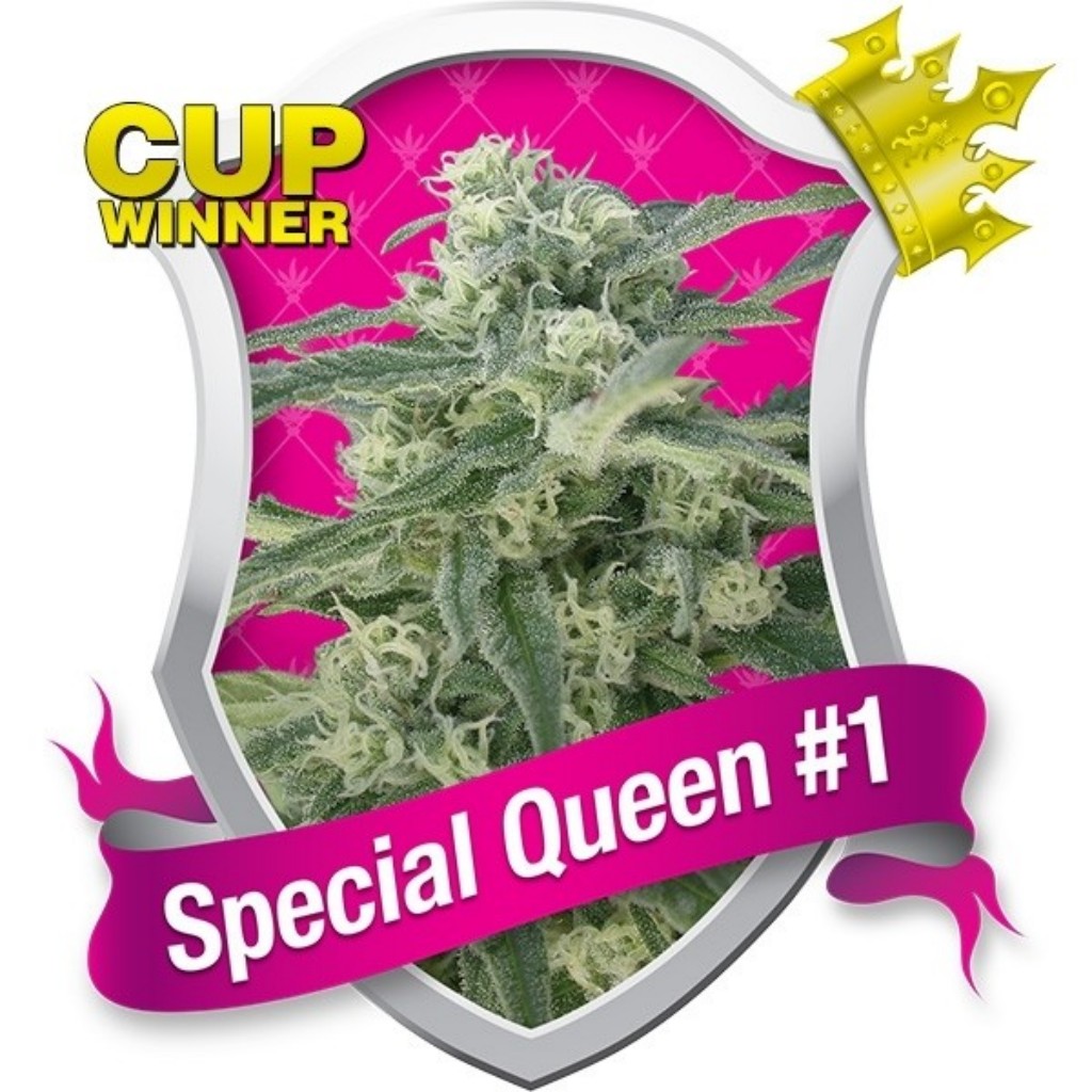 Royal Queen Special Queen 1 Fem.