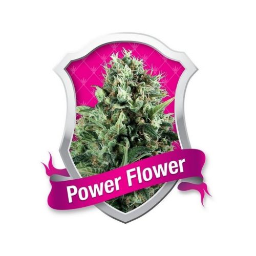 Royal Queen Power Flower Fem.