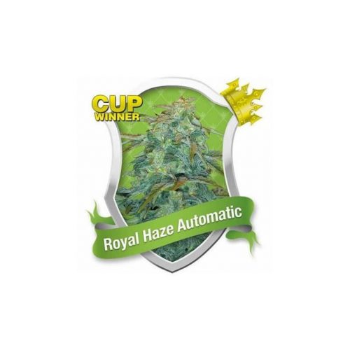 Royal Queen Royal Haze Auto