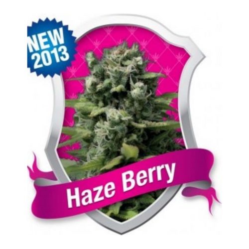 Royal Queen Haze Berry Fem.