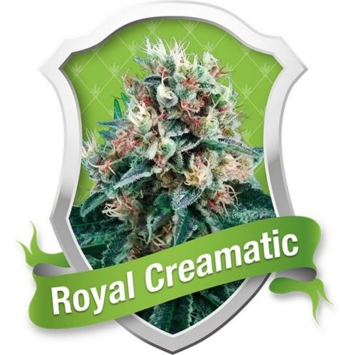 Royal Queen Royal Creamatic