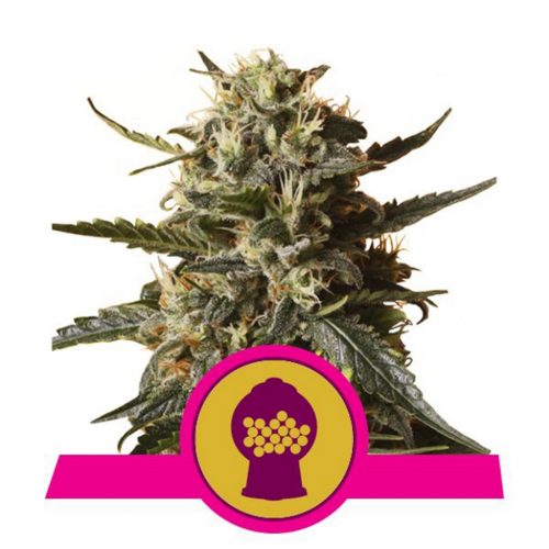 Royal Queen Bubblegum XL Fem.