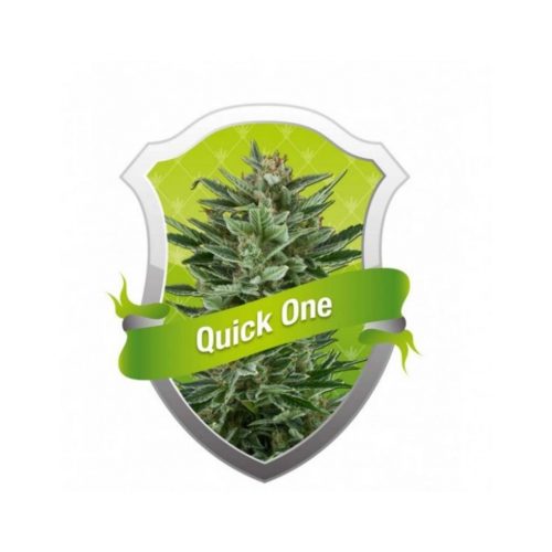 Royal Queen Quick One Auto