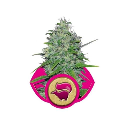 Royal Queen Skunk XL Fem.