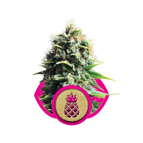 Royal Queen Pineapple Kush Fem.