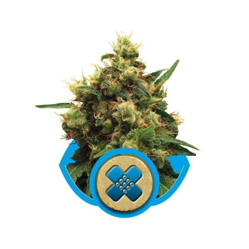 Royal Queen Painkiller XL Fem.