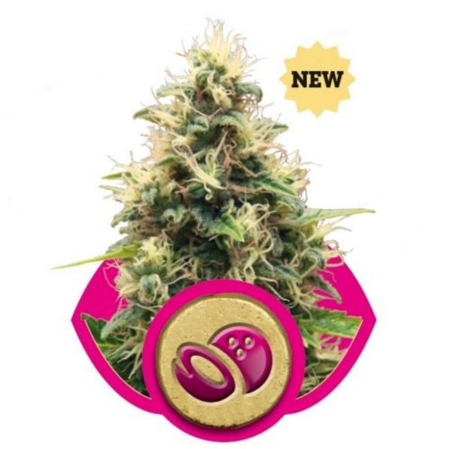 Royal Queen Somango XL Fem.