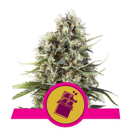 Royal Queen Chocolate Haze Fem.