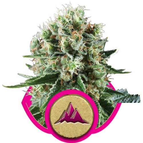 Royal Queen Critical Kush Fem.