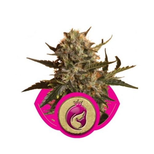 Royal Queen Mother Gorilla Fem.