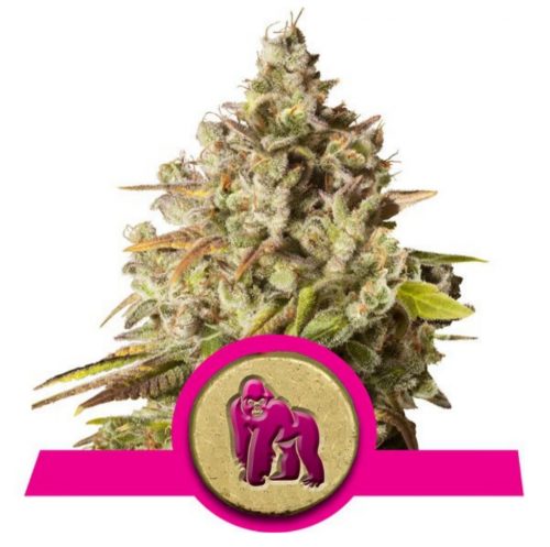 Royal Queen Royal Gorilla Fem.
