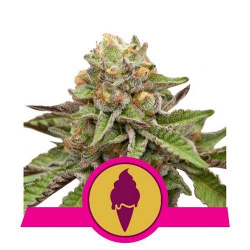 Royal Queen Green Gelato Fem.