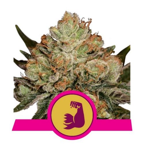 Royal Queen HulkBerry Fem.