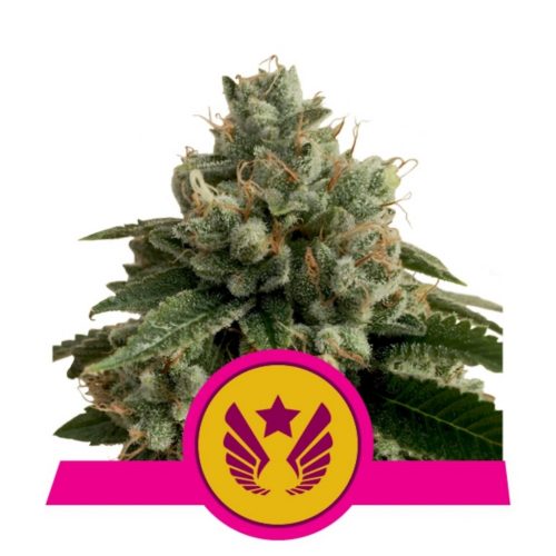 Royal Queen Legendary OG Punch USA Premium Fem