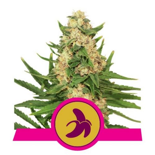 Royal Queen Fat Ba Fem.
