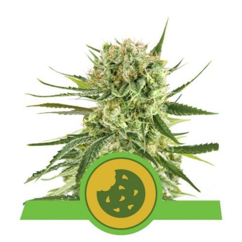 Royal Queen Royal Cookies Auto