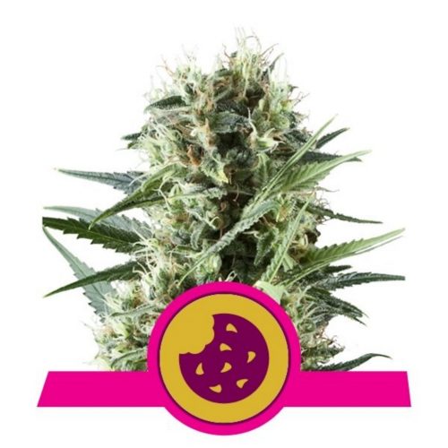 Royal Queen Royal Cookies Fem.