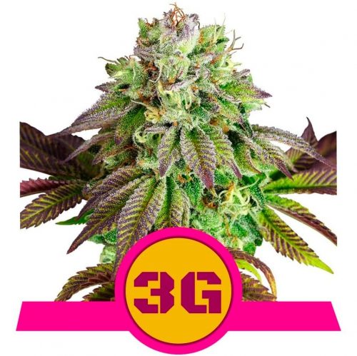 Royal Queen Triple G USA Premium Fem