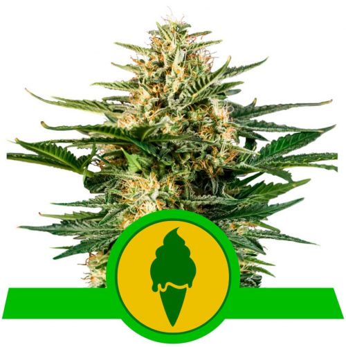 Royal Queen Green Gelato Auto USA Premium