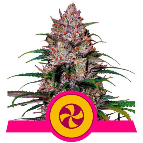 Royal Queen Sweet ZZ USA Premium Fem