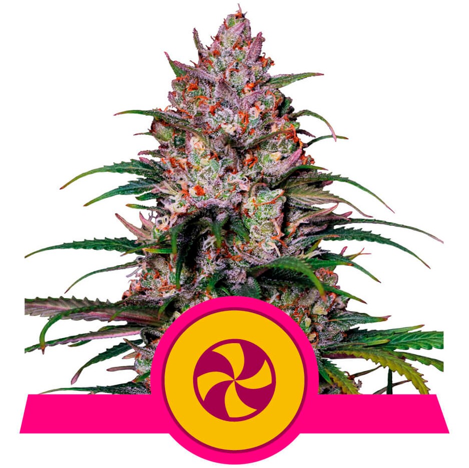 Royal Queen Sweet ZZ USA Premium Fem