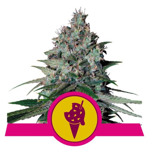 Royal Queen Cookies Gelato USA Premium Fem