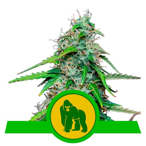 Royal Queen Royal Gorilla Auto USA Premium
