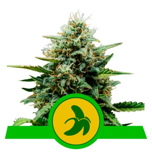 Royal Queen Fat Ba Auto USA Premium
