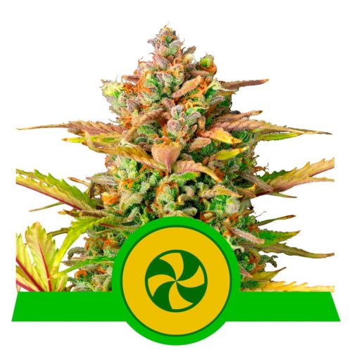 Royal Queen Sweet ZZ Auto USA Premium
