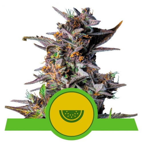 Royal Queen Watermelon Auto USA Premium