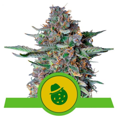 Royal Queen Do-Si-Dos Auto USA Premium