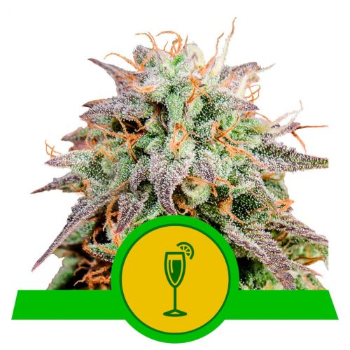 Royal Queen Mimosa Auto USA Premium