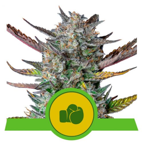Royal Queen Purple Punch Auto USA Premium