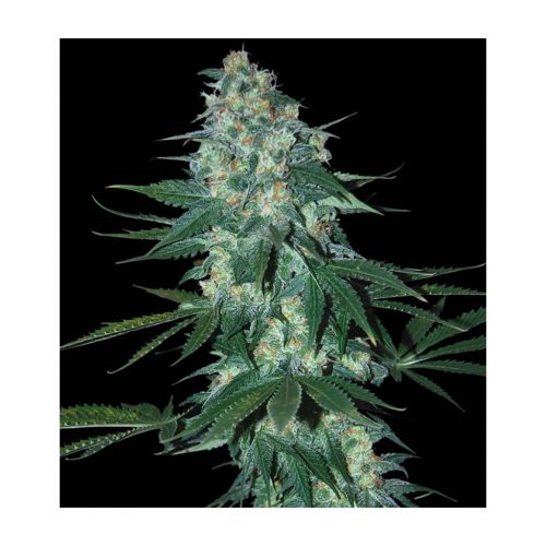 Samsara Seeds El Alquimista Fem.