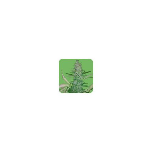 Seeds Of Life Big Low Auto