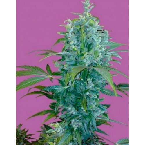 Seeds Of Life Kabala Auto