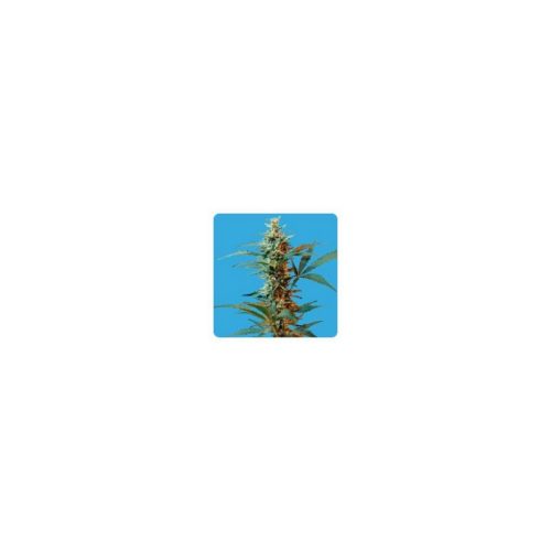 Seeds Of Life Nordika ( Sativa Auto)