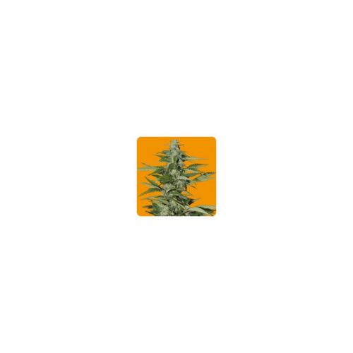 Seeds Of Life Hindia (Hindu Kush Auto)