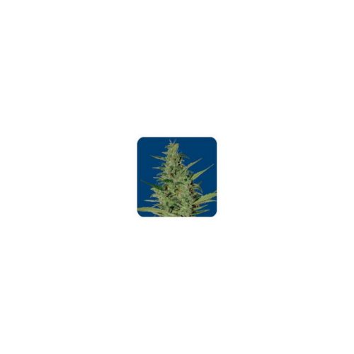 Seeds Of Life Sol Haze Auto