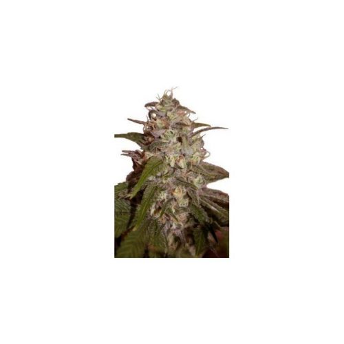 Seedmakers Orange Light 5Und Fem.