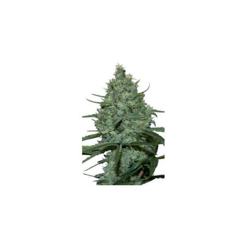 Seedmakers Critical 5Und Fem.