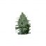 Seedmakers Critical 5Und Fem.