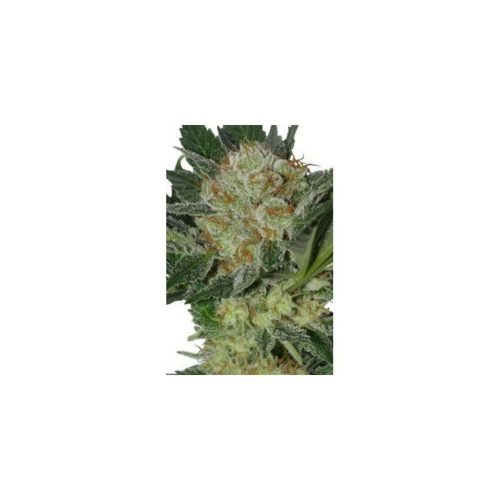 Seedmakers Widow 5Und Fem.
