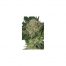 Seedmakers Widow 5Und Fem.