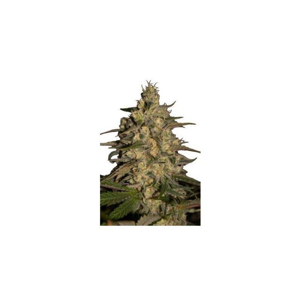 Seedmakers Silver Jack 5Und Fem.