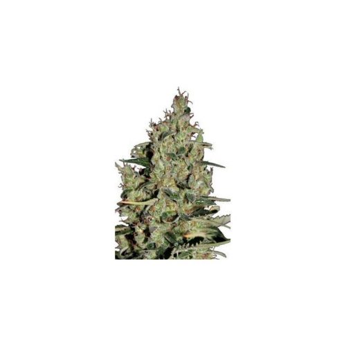 Seedmakers Auto Critical 5Und